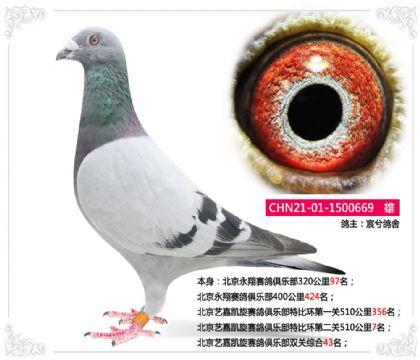 北京藝嘉凱旋賽鴿俱樂部特比環(huán)第二關510公里7名雄