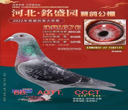 河北淶水銘盛園公棚500公里決賽167名 雌