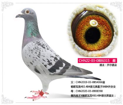 開爾鴿業(yè)--楊歐瓦克315 雌