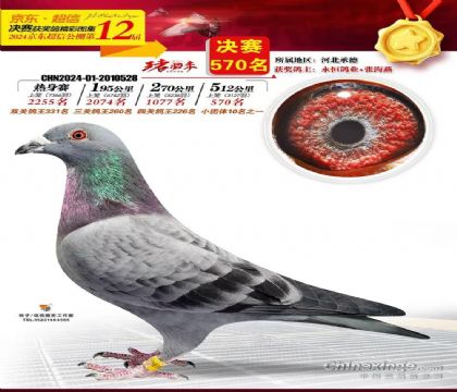 京東超信賽鴿公棚512公里決賽570名 雄