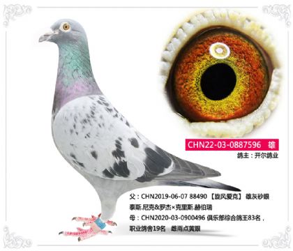 開爾鴿業(yè)---泰斯.尼克羅杰×克里斯.赫伯瑞 雄