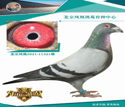 ȫѪϵ Ѫ(qing) Ѫ}