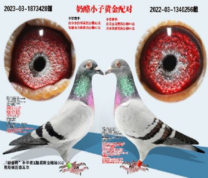 奶酪小子(黃金配對(duì))