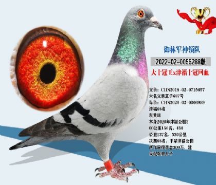 大十冠王X津福十冠回血