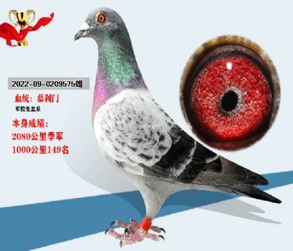 血統(tǒng) 慕利門 2000公里季軍