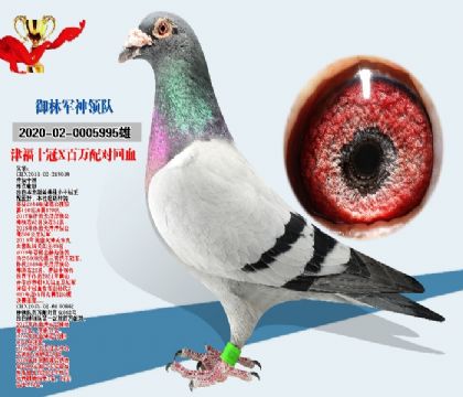 津福十冠X百萬(wàn)配對(duì)回血