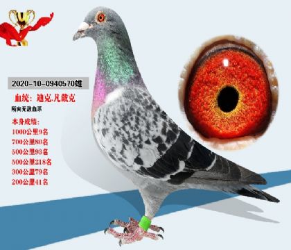 血統(tǒng) 迪克范戴克 1000公里9名