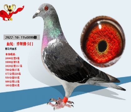 血統(tǒng) 喬斯佛卡門 1000公里8名