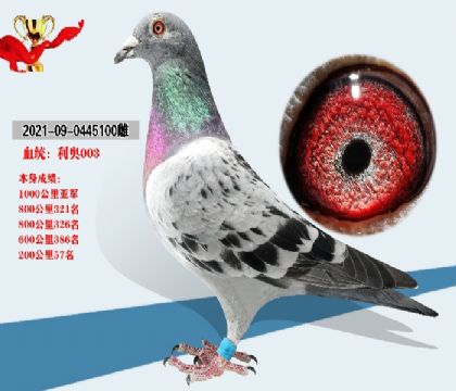 血統(tǒng) 利奧003