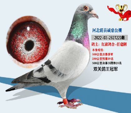 雙關(guān)鴿王冠軍