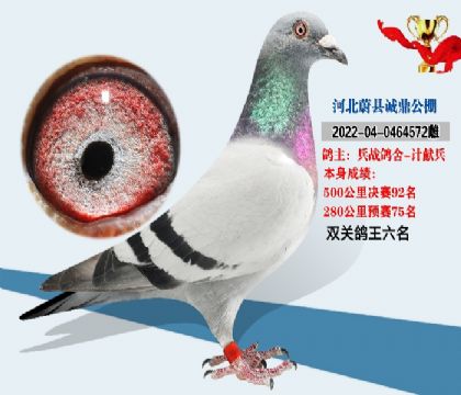 鴿王6名
