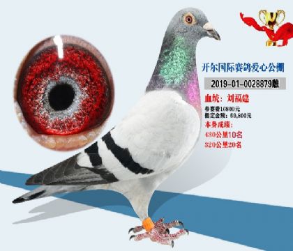 開(kāi)爾公棚參賽鴿