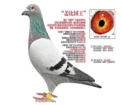 H游