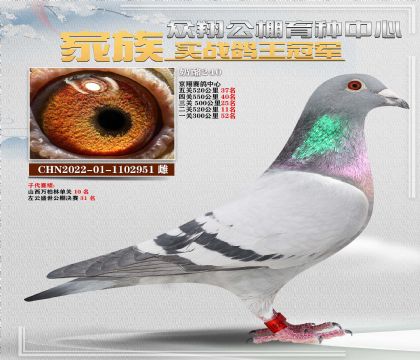 奶酪951