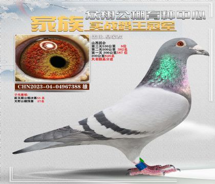 388蓋比8名