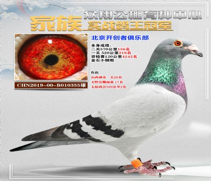 355鴿王家族