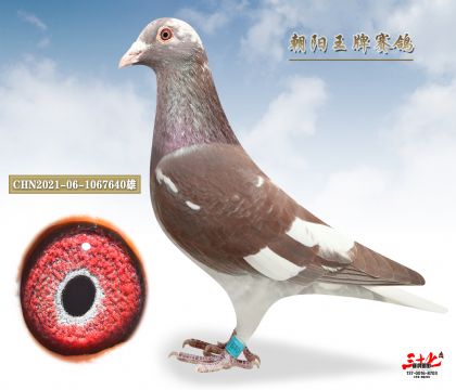 ֱӣ˾Ů