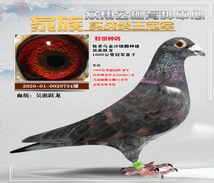躍龍鳥734