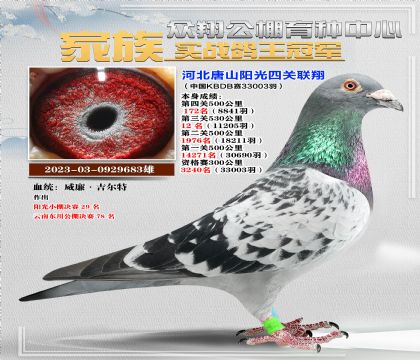 三萬羽聯(lián)翔683
