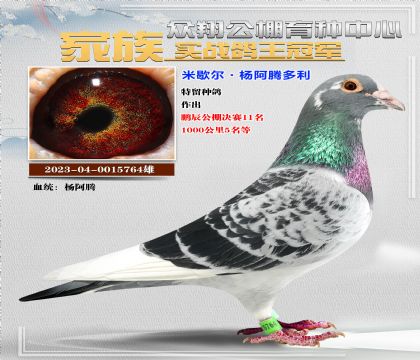 楊啊騰764超級種鴿