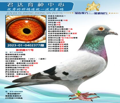 金環(huán):新奶酪377號