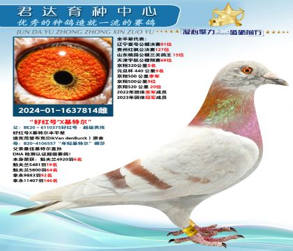 金環(huán):凡登布克“好紅號”X“基特爾”