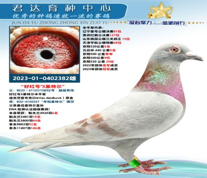 金環(huán):凡登布克“好紅號”X“基特爾”