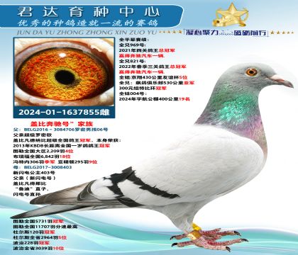 金環(huán):蓋比”奔馳號“家族