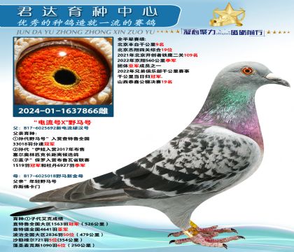 金環(huán):喬斯佛卡門“電流號”X“野馬號”