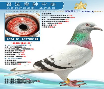 金環(huán):新“保時捷”801”號