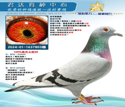 金環(huán):百分百桑杰士配對