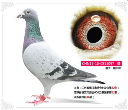 江蘇省鎮(zhèn)江市鴿會600公里國家賽12名 雄