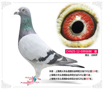 上海局火車頭信鴿協(xié)會阜陽分會520公里55名 雄