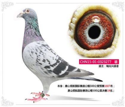 唐山領航國際賽鴿公棚500公里決賽19名 雄