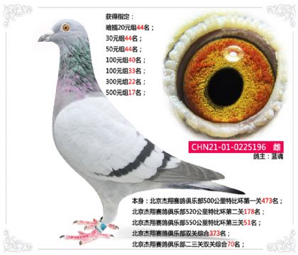 北京杰翔賽鴿俱樂部三關綜合224名 雌