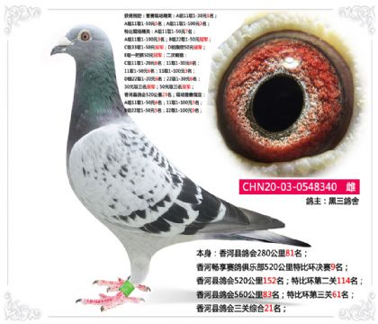 香河縣鴿會三關綜合21名 雌