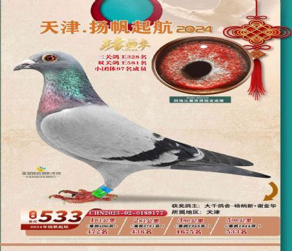 天津揚帆起航賽鴿公棚506公里決賽533名 雌