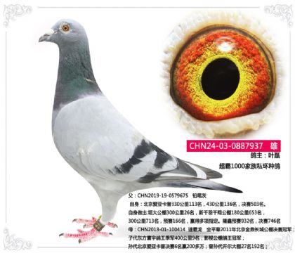 葉磊 超霸1000家族私環(huán)種鴿 雄