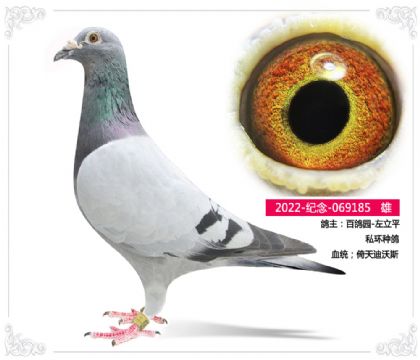 百鴿園-左立平 私環(huán)種鴿185 雄