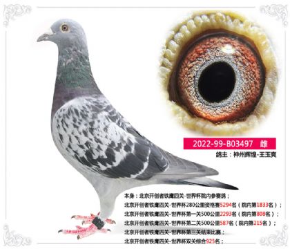 王玉爽-北京開創(chuàng)者鐵鷹世界杯雙關綜合925名 雌