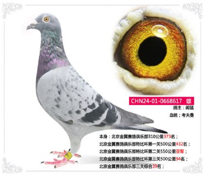 北京金翼賽鴿俱樂部三關綜合39名 雄