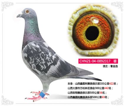 山西鐵翔賽鴿俱樂部500公里56名 雄