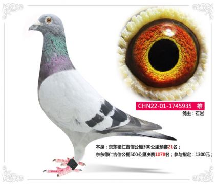 京東德仁吉信公棚300公里預賽21名 雄