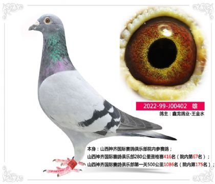 山西神齊國際賽鴿俱樂部第一關500公里院內(nèi)第175名 雄