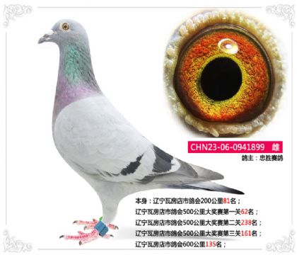 遼寧瓦房店市鴿會600公里135名 雌