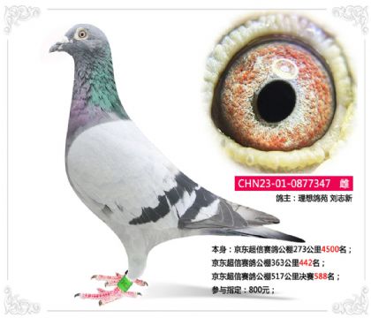 京東超信賽鴿公棚517公里決賽588名 雌