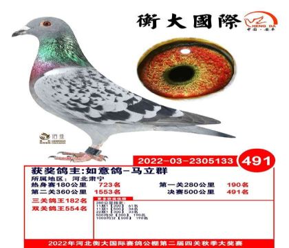 河北衡水衡大公棚500公里決賽491名 雌