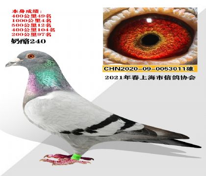 Ѫͳ 240-10004