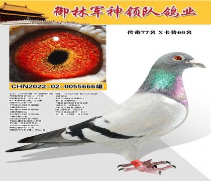 ־ 77X66