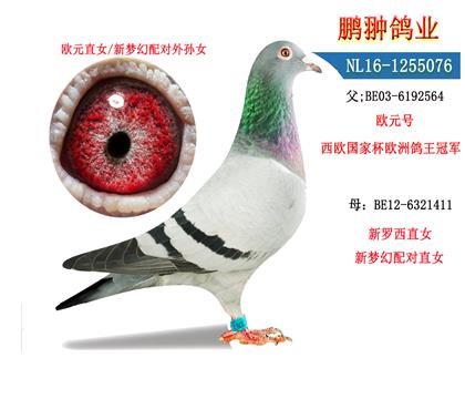 ĸչʾ